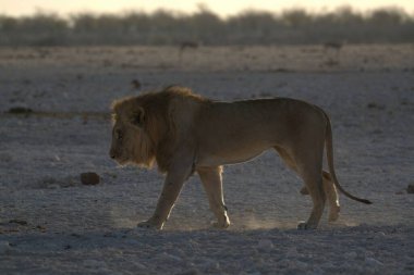 young male lion walking in the dry grass