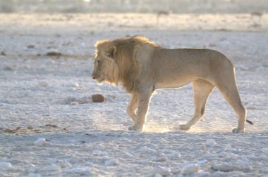 lion on the ground in the savannah