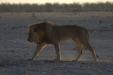 Kenya savanındaki aslan