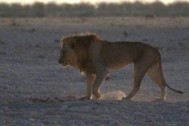 Güzel aslan savanada yürüyor.