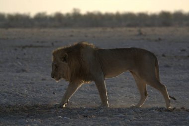 Afrika, Kenya savanındaki Afrika aslanı