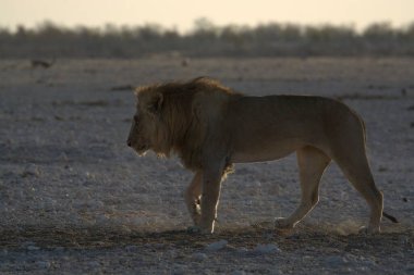 Kenya bozkırında güzel bir aslan