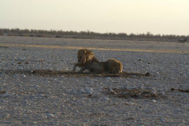 Çöldeki bir aslanın güzel bir fotoğrafı.