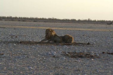 Afrika aslanı Namibya 'daki Etoşa Ulusal Parkı' nda
