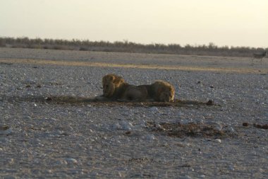 Etoşa parkında aslan, namibya