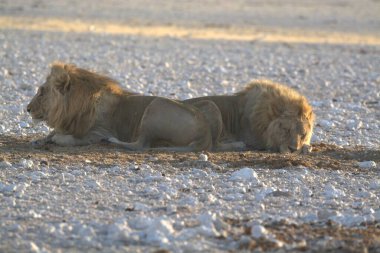 Afrika savanındaki aslanlar