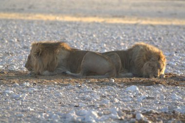 Yerde yatan bir aslan.