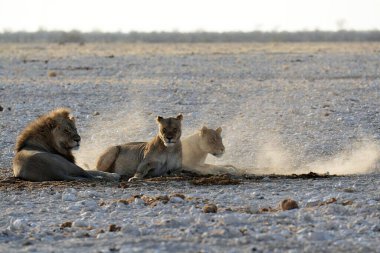 Aslan (panthera leo), etosha, namibya