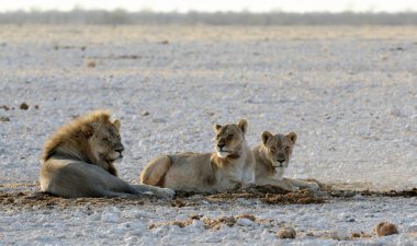 Afrika Vahşi Yaşam Hayvanı, Doğa Hayvanları