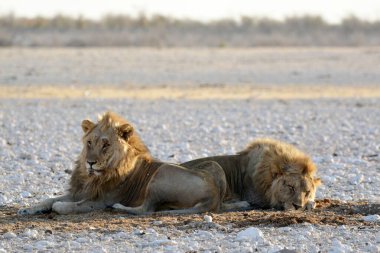 beyaz aslan (panthera leo) kışın karda