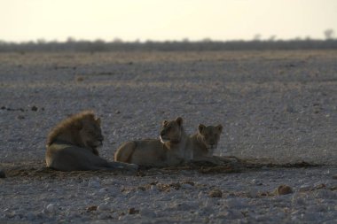 Namibya 'da aslanlar