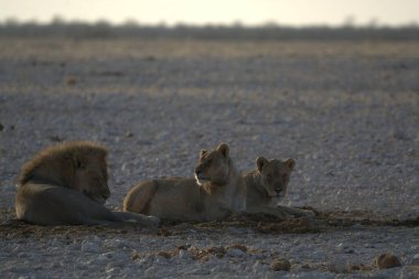 Kumda bir grup aslan.