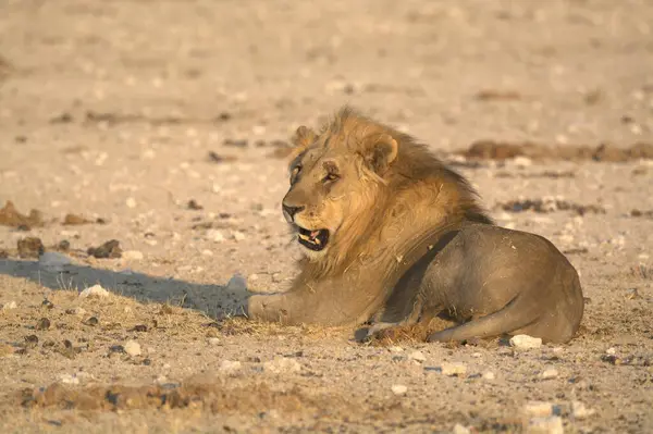 Çöldeki aslan