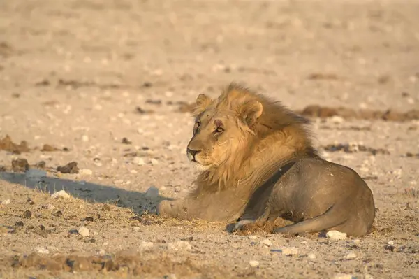 Etoşa Ulusal Park Namibya 'sında aslan