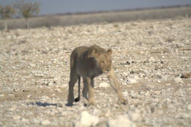 Etoşa 'daki aslan - namibya