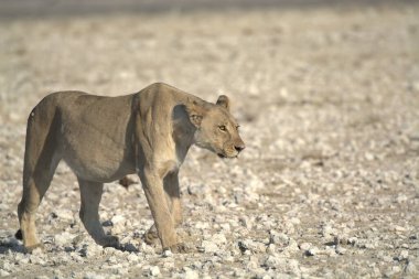 Afrika bozkırlarında çölde vahşi bir kadın.