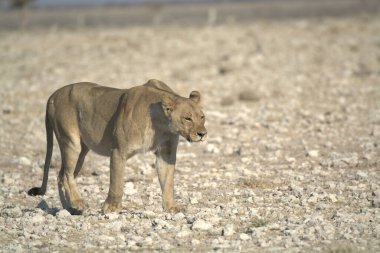 Bir bozkırda yürüyen dişi aslan.
