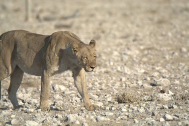 Aslan (panthera leo), namibya