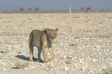 Aslan (panthera leo), etosha milli parkı, namibya