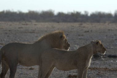 Afrika aslanının güzel manzarası