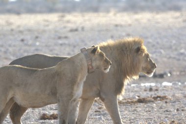 Aslan etkin ulusal park, Namibya