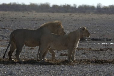 Etoşa 'da genç bir aslan.