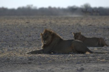 lion at etosha national park, namibia, africa