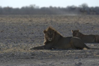 Afrika 'nın bozkırındaki aslan
