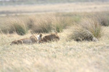 Savanadaki bir grup aslan.