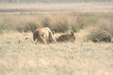 Afrika savanındaki aslanlar