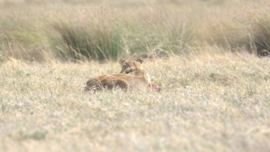 Çimlerin üzerinde sevimli bir aslan yavrusunun yakın plan fotoğrafı.