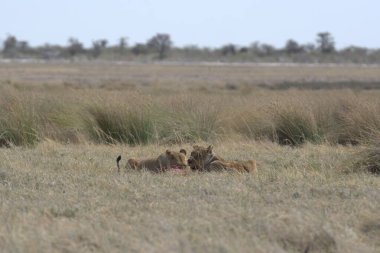 Kenya savanındaki aslan