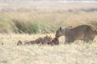 Tarlada bir çift aslan.
