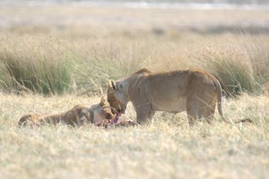 Kenya savanındaki aslan ve aslanlar