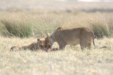 Bir dişi aslan ve bir aslan yavrusu çimenlerde.