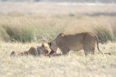 lions in the wild, kenya