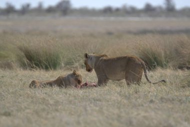 Doğu Afrika 'daki Kenya savanındaki aslan.