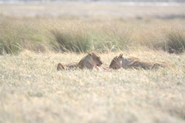 Kenya savanındaki aslan