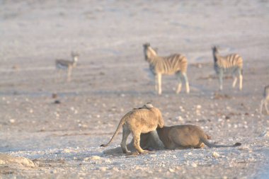 beyaz aslan etosha, namibya