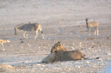 Beyaz ve beyaz bir aslanın güzel bir fotoğrafı.