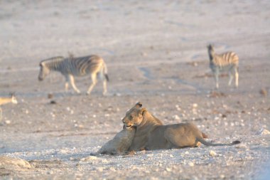 Savanadaki bir grup vahşi hayvan, namibya