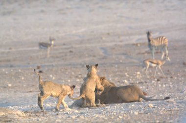 Çöldeki bir grup vahşi hayvan.