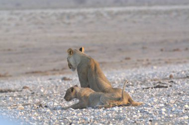 a lion resting at the etosha national park