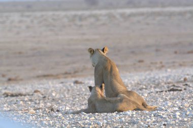 Etoşa Ulusal Parkı, Namibya 'da beyaz bir aslanla beyaz bir aslanın yakın plan fotoğrafı.
