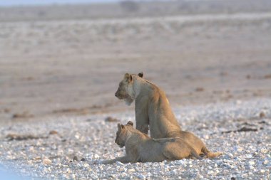 Güzel bir Afrika aslanı fotoğrafı.