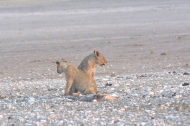Vahşi Afrika aslanı, namibya