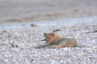 Çölde bir kızıl tilki