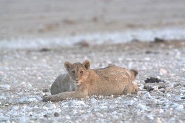 Çölde yerde yatan güzel vahşi bir aslan
