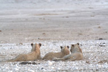 Namibya 'nın kumlu sahilinde vahşi gri sincap