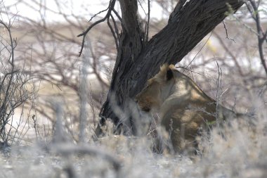 Etoşa 'da bir aslan